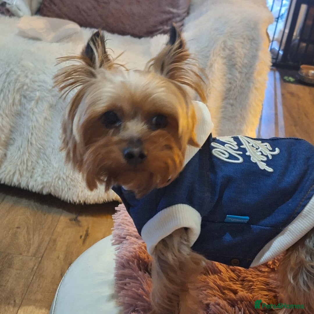 Yorkshire Terrier dogs for sale: 5 yr old mini yorkie - Image 4