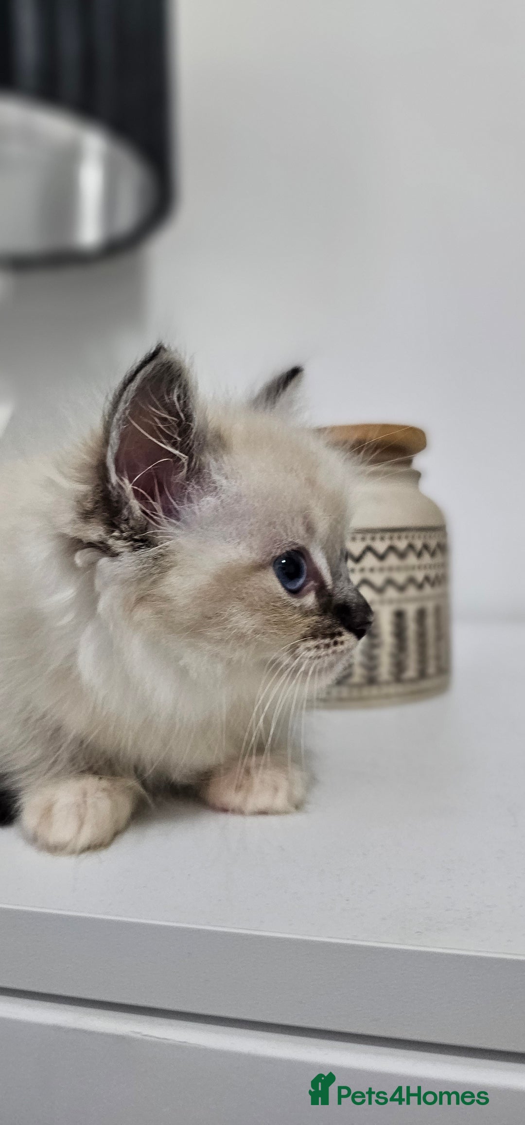 Ragdoll cats for sale: Stunning ragdoll kittens  - Image 9