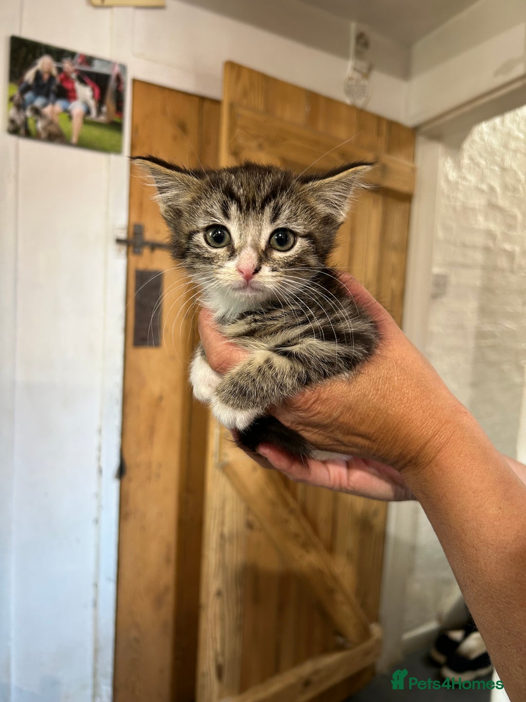 Mixed Breed cats for sale: Mixed coloured 8week old kittens  - Image 2