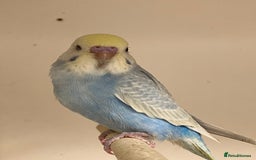 Budgerigars birds for sale: Baby Rainbow Budgies - Image 4