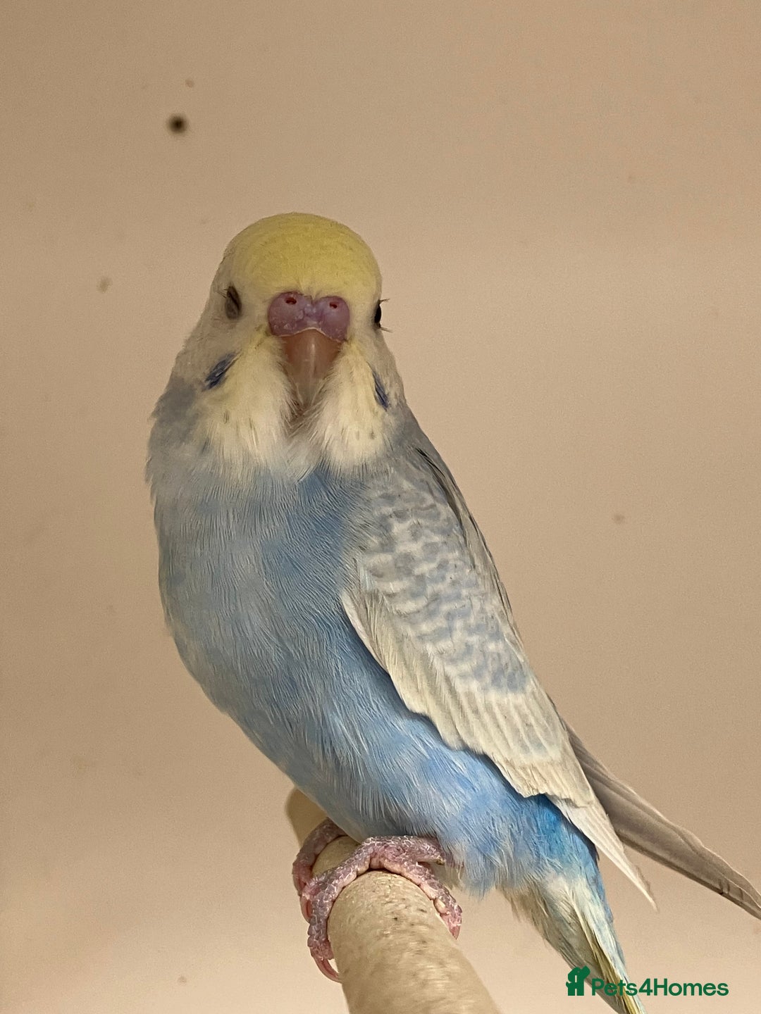 Budgerigars birds for sale: Baby Rainbow Budgies - Image 4