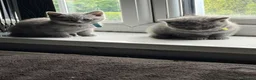 British Shorthair cats for sale: Pure British shorthair kittens - Advert 8