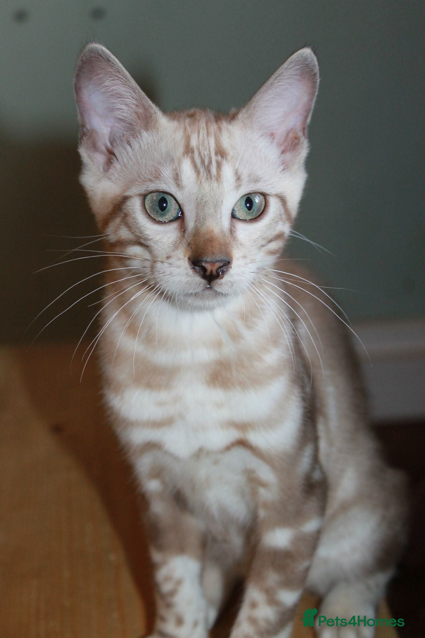 Bengal cats Last Male Snow Marble TICA Bengal Left 🤍 - Advert 2