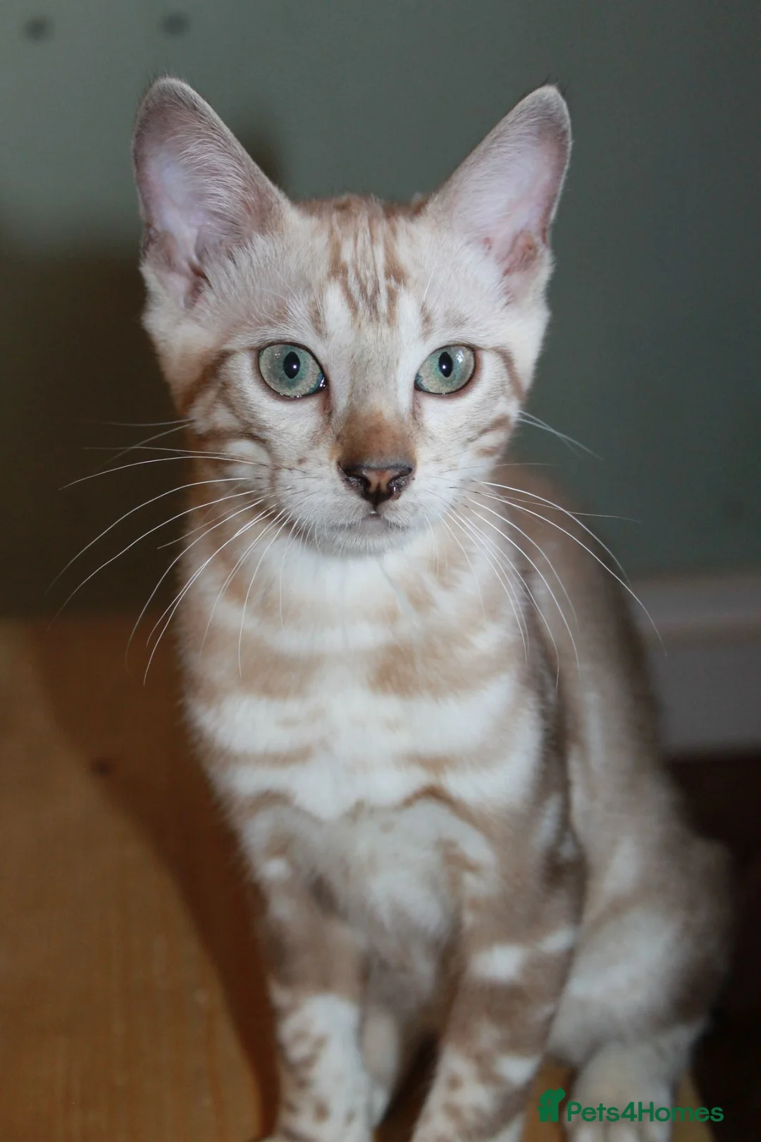 Bengal cats for sale: Reduced Last Male Snow Marble TICA Bengal Left 🤍 - Advert 2