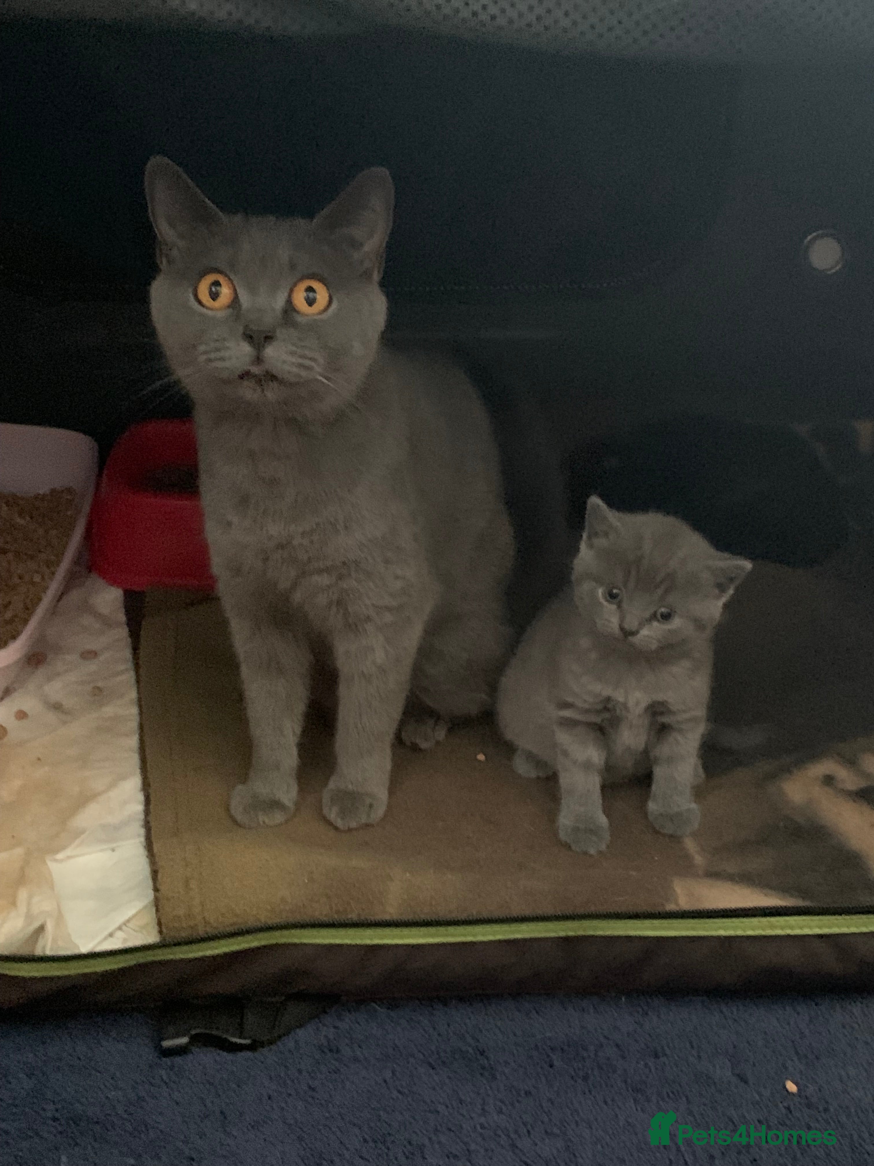 British Shorthair cats Stunning grey and chocolate BSH kittens - Advert 9