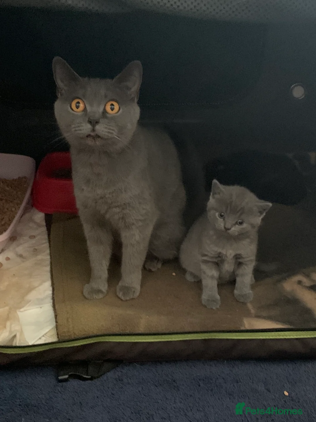British Shorthair cats for sale: Stunning grey and chocolate BSH kittens - Advert 1