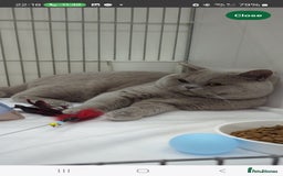 British Shorthair cats for sale: 5 beautiful BSH kittens - Image 3