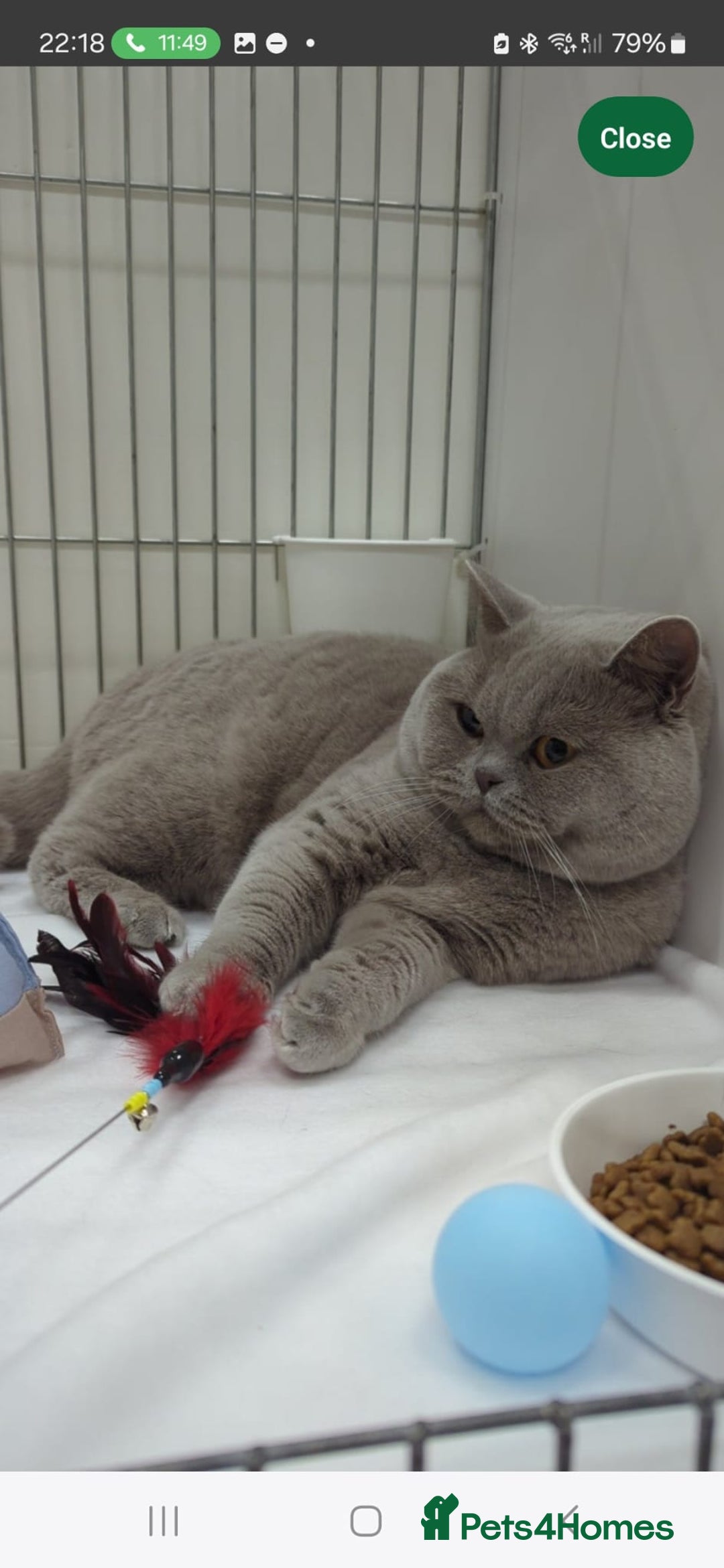 British Shorthair cats for sale: 5 beautiful BSH kittens - Image 3
