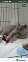 British Shorthair cats - Advert 4