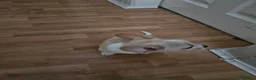 Chihuahua dogs for sale:  chihuahua - Advert 15