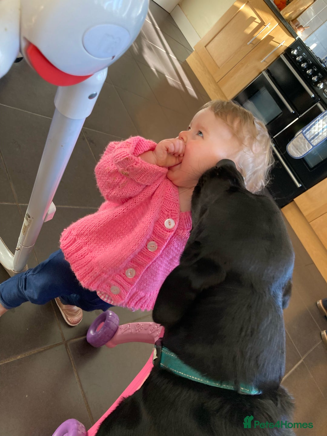 Labrador Retriever dogs for stud: Proven KC registered black field lab, for stud in Wirral - Advert 12