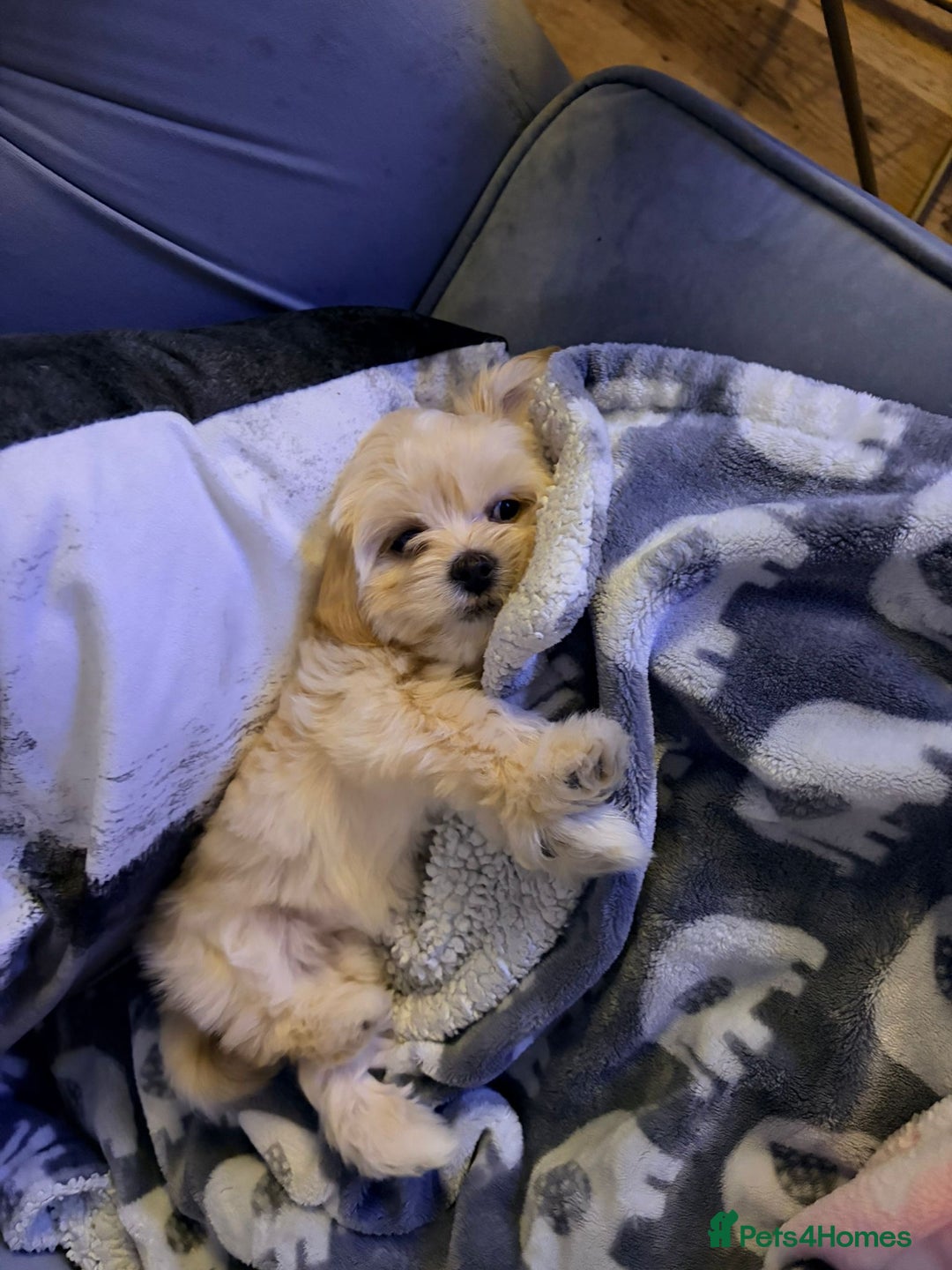 Lhasapoo dogs for sale: Lhasapoo for sale  - Advert 1