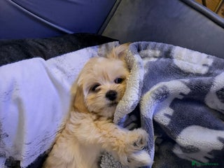 Lhasapoo dogs Lhasapoo for sale - Advert 10