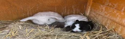 Mini Lion Lop rabbits for sale: Late summer babies  - Advert 3