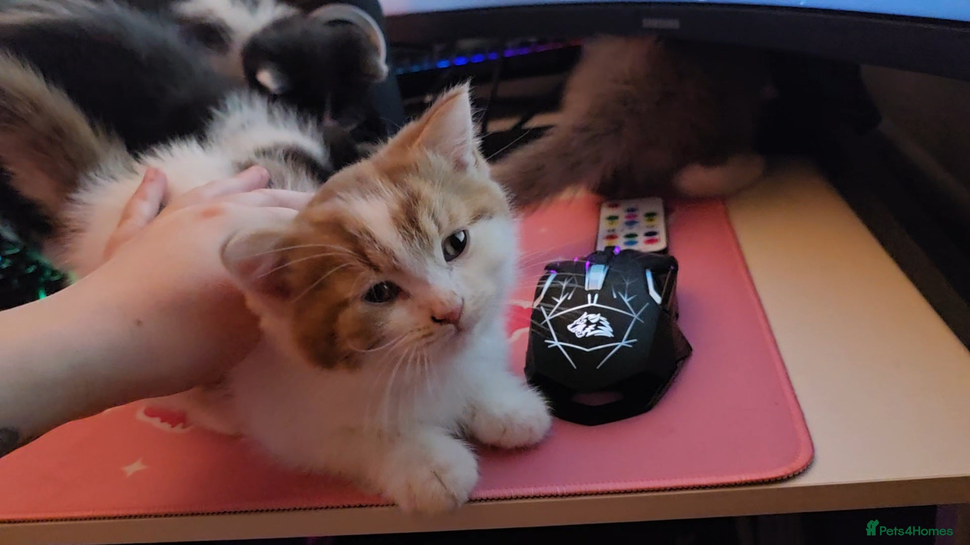 Munchkin cats Munchkin kittens - Advert 1