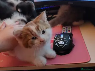 Munchkin cats Munchkin kittens - Advert 1