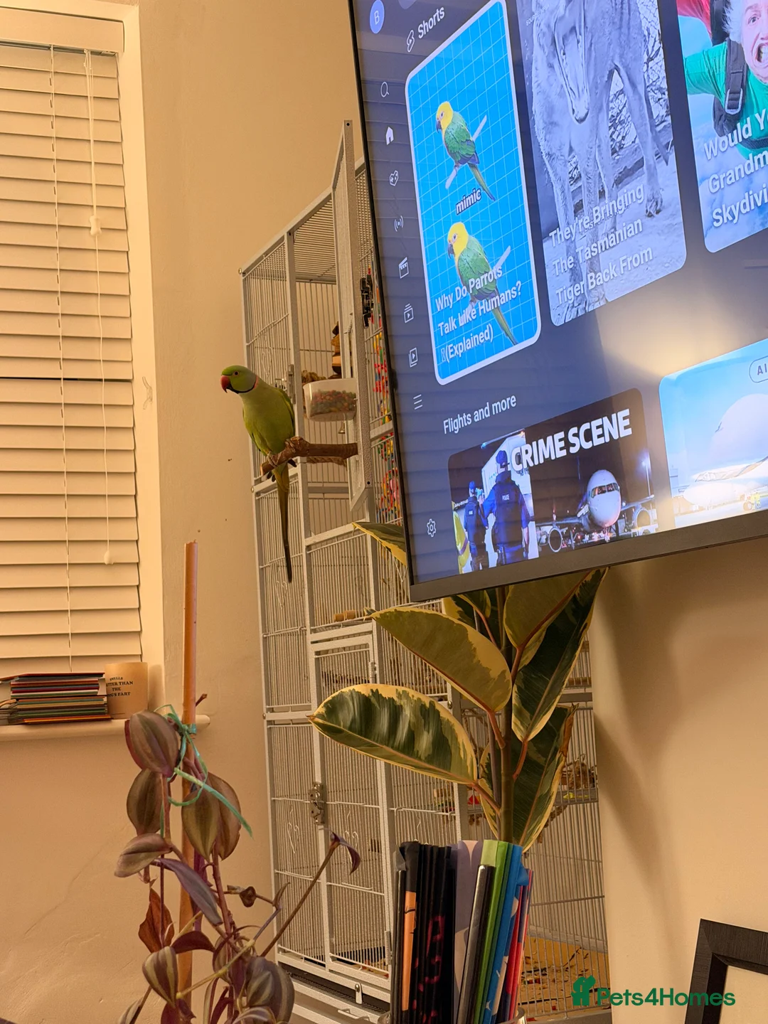 Parakeets birds for sale: Beautiful funny Indian Ringneck loves to sing, fly - Advert 8