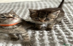 American Shorthair cats for sale: 🌟Adorable kittens now ready 4 forever home🌟 - Image 14