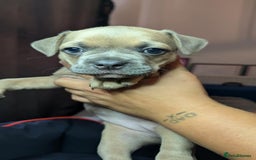 Mixed Breed dogs for sale: Frenchie x pups  - Image 5
