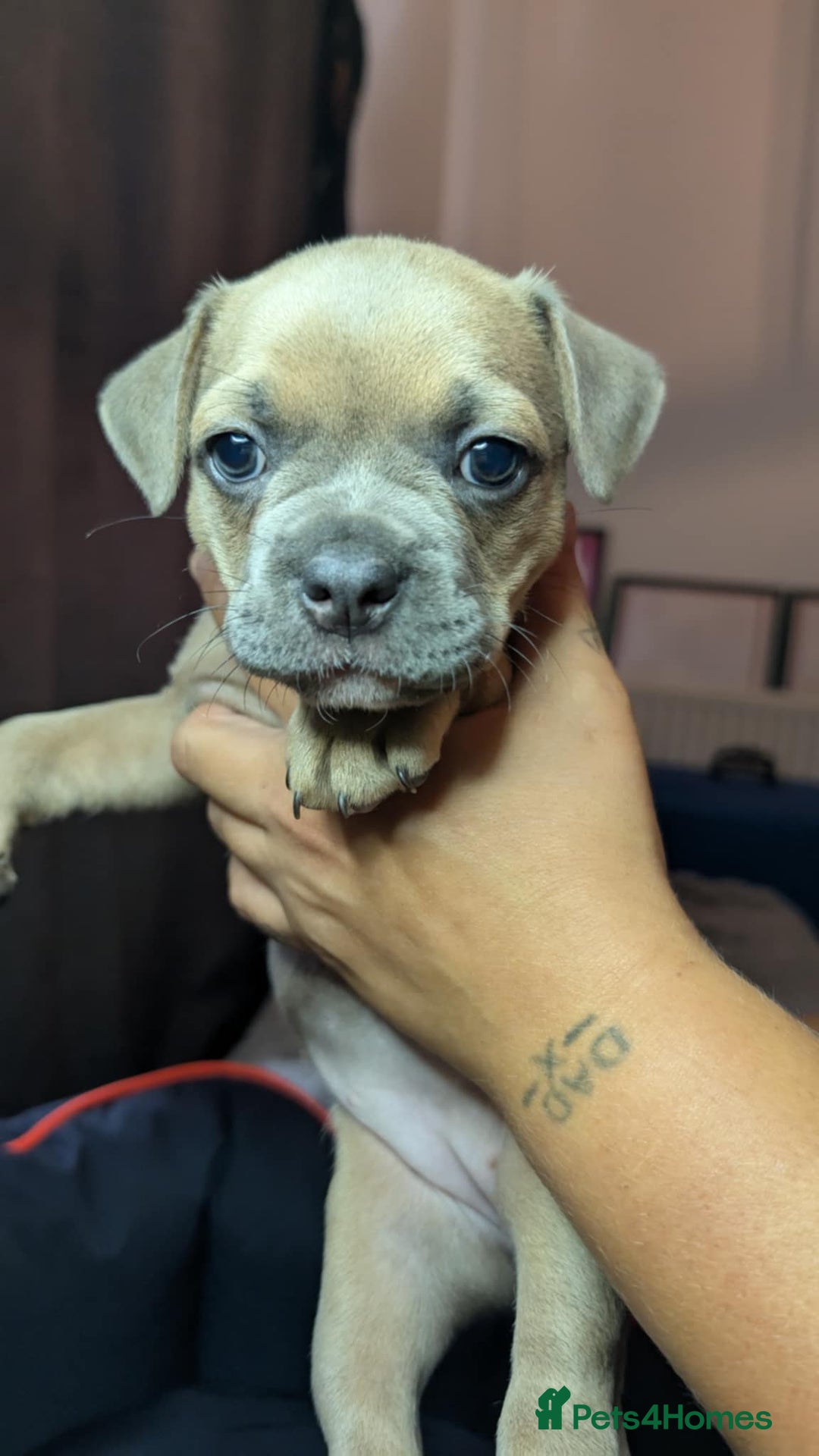 Mixed Breed dogs for sale: Frenchie x pups  - Image 5