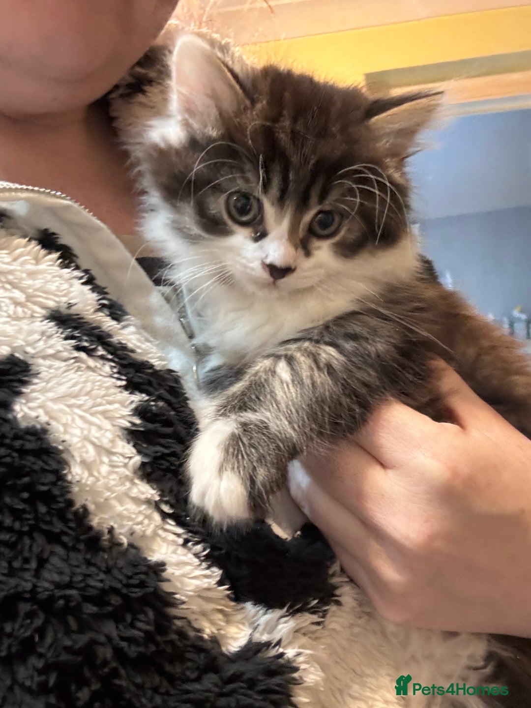 British Longhair cats for sale: Fluffy ginger & black and white kittens - Image 5