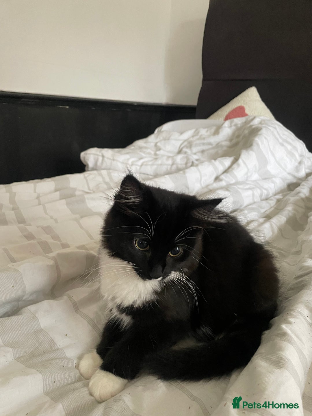 British Shorthair cats for sale: Black and White Kittens - Image 3