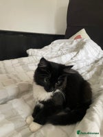 British Shorthair cats - Advert 4