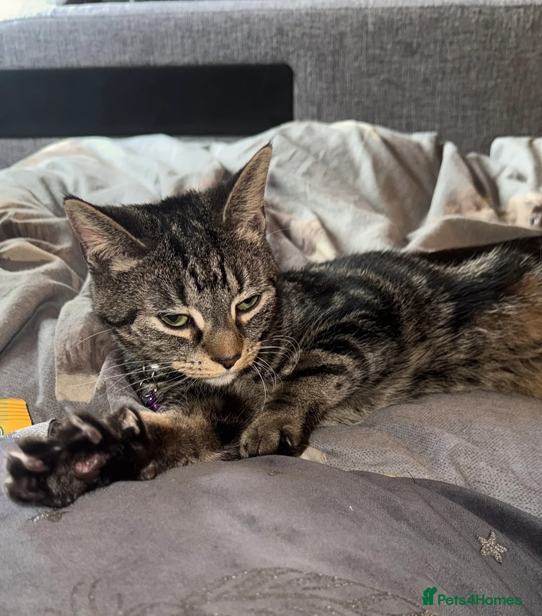 Mixed Breed cats for sale: 2 friendly female cats  - Advert 2