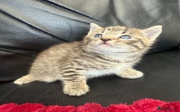 Domestic Shorthair cats for sale: 6 adorable kittens, healthy and playful 😍😻 - Image 19