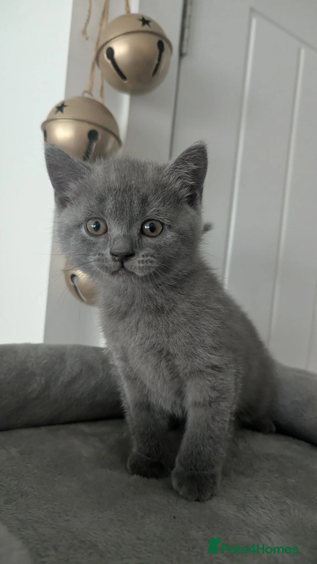 British Shorthair cats for sale: Only 1 girl - extremely friendly - 750£ - Advert 21
