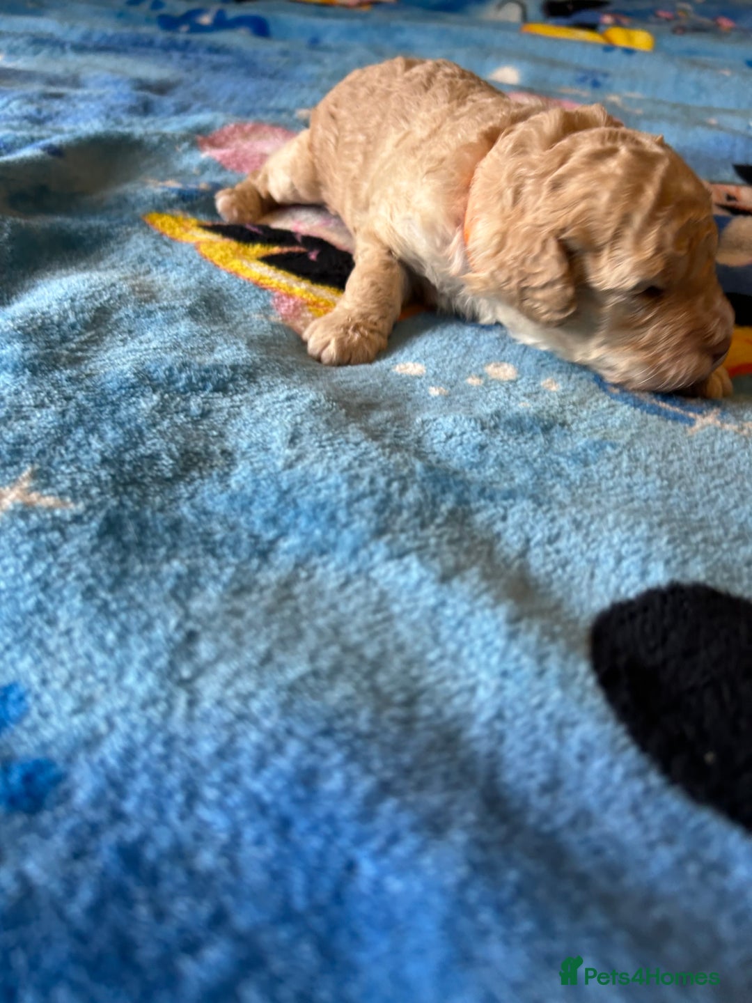 Cockapoo dogs for sale: Gorgeous Cockapoo puppy’s   - Image 9