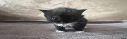 Mixed Breed cats for sale: nebelung mixed breed kittens  - Advert 4