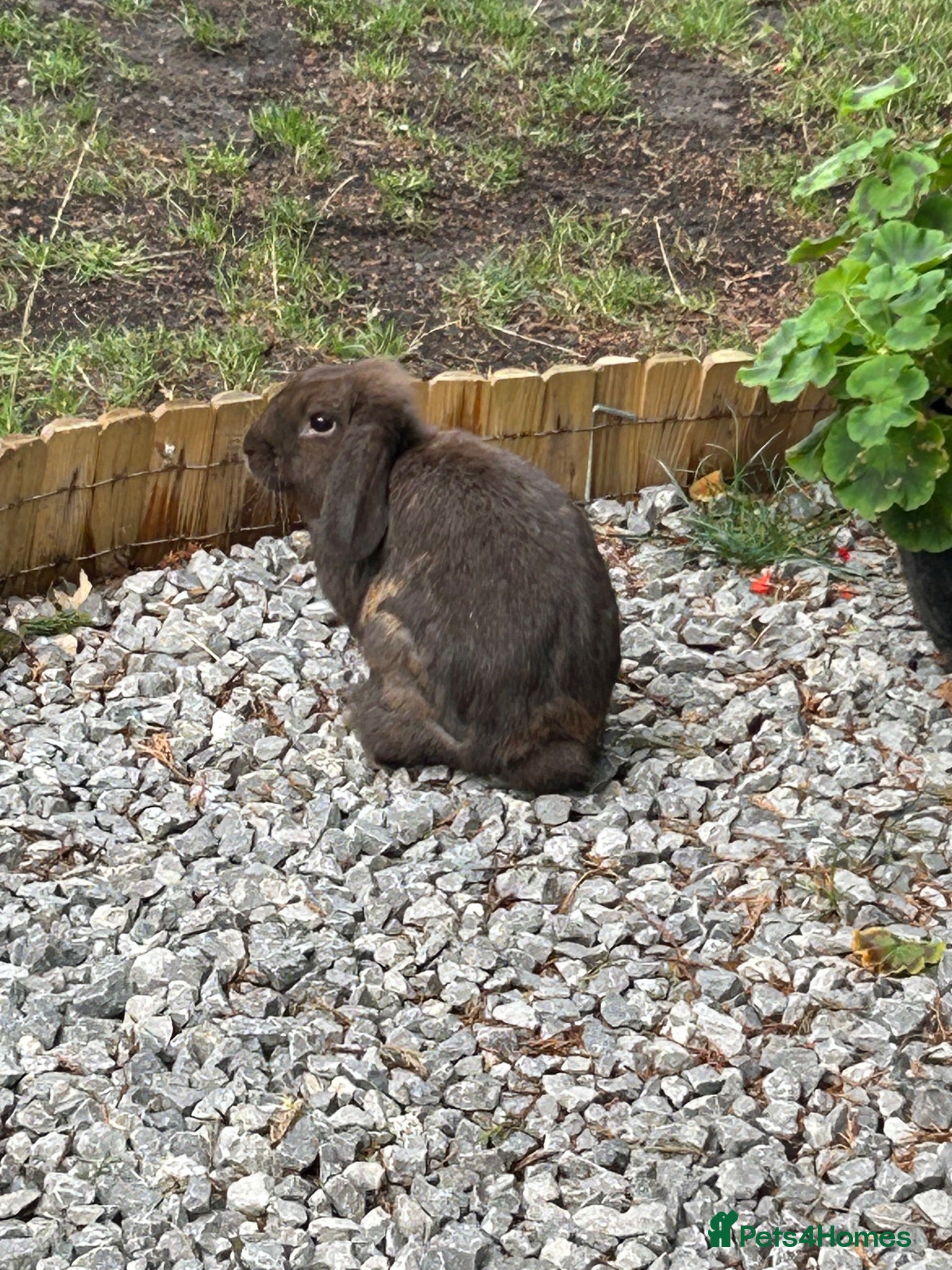 Mini Lop rabbits Adult Rabbit 14months old (babies are sold) - Advert 10
