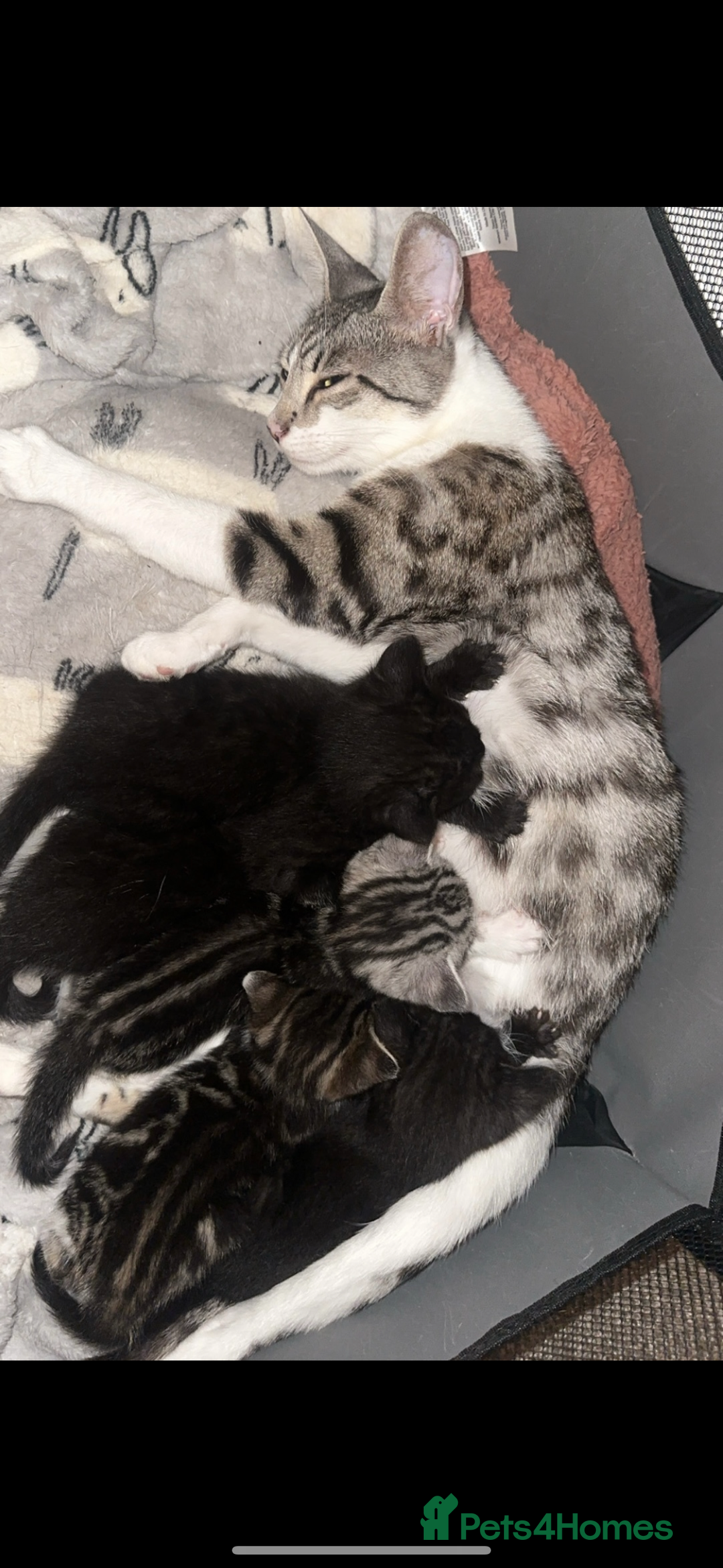 Bengal cats for sale: Adorable Half Bengal Kittens for Sale - Image 7