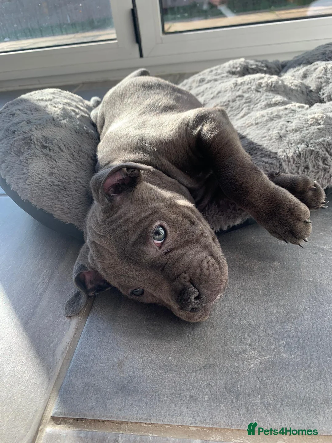 Staffordshire Bull Terrier dogs for stud: Grand Champion Sired - Multi Champion Bloodlines S in Basingstoke - Advert 14