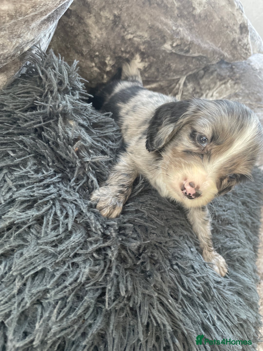 Cocker Spaniel dogs for sale: Cocker spaniel pups - Image 14