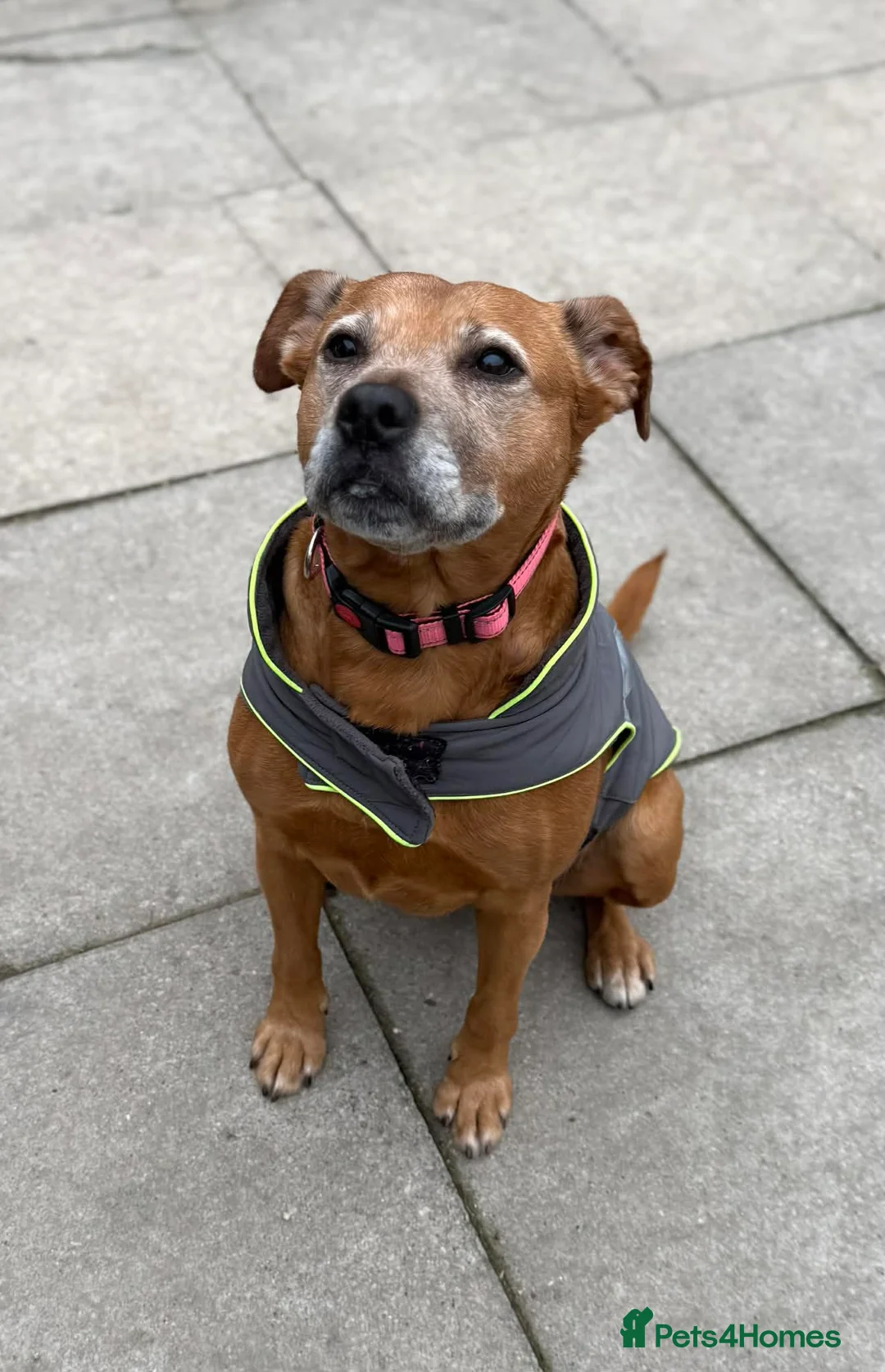 Mixed Breed dogs for adoption: Lovely Lucy wants a new forever home - Advert 2