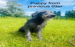 Bedlington Terrier dogs for sale: F1 Bedlington x Whippet puppies - Image 5