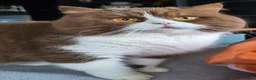 British Shorthair cats for stud: Title: 🏆GCCF & TICA reg🪩BSH CINNAMON BICOLOR - Advert 4