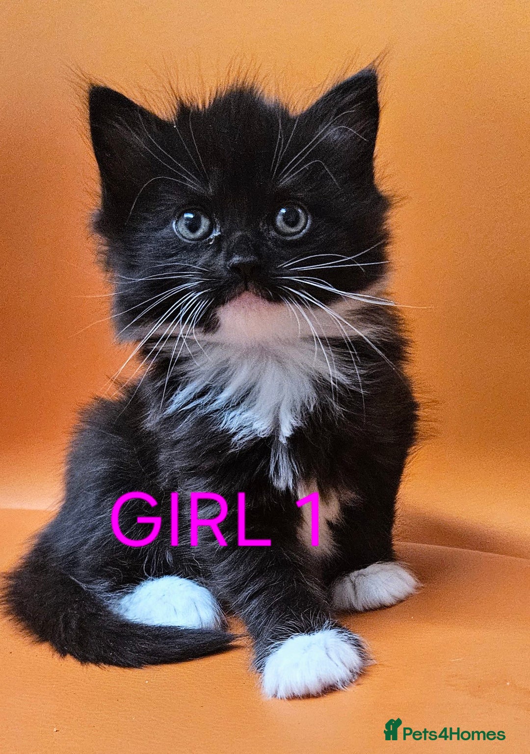 Mixed Breed cats for sale: Beautiful Kittens Looking for a Loving Home!! - Advert 7