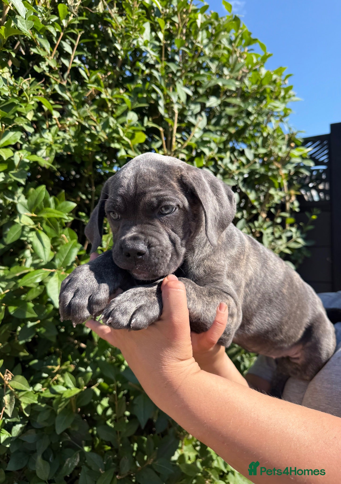 Cane Corso dogs Now ready to leave!🥰 - Advert 1