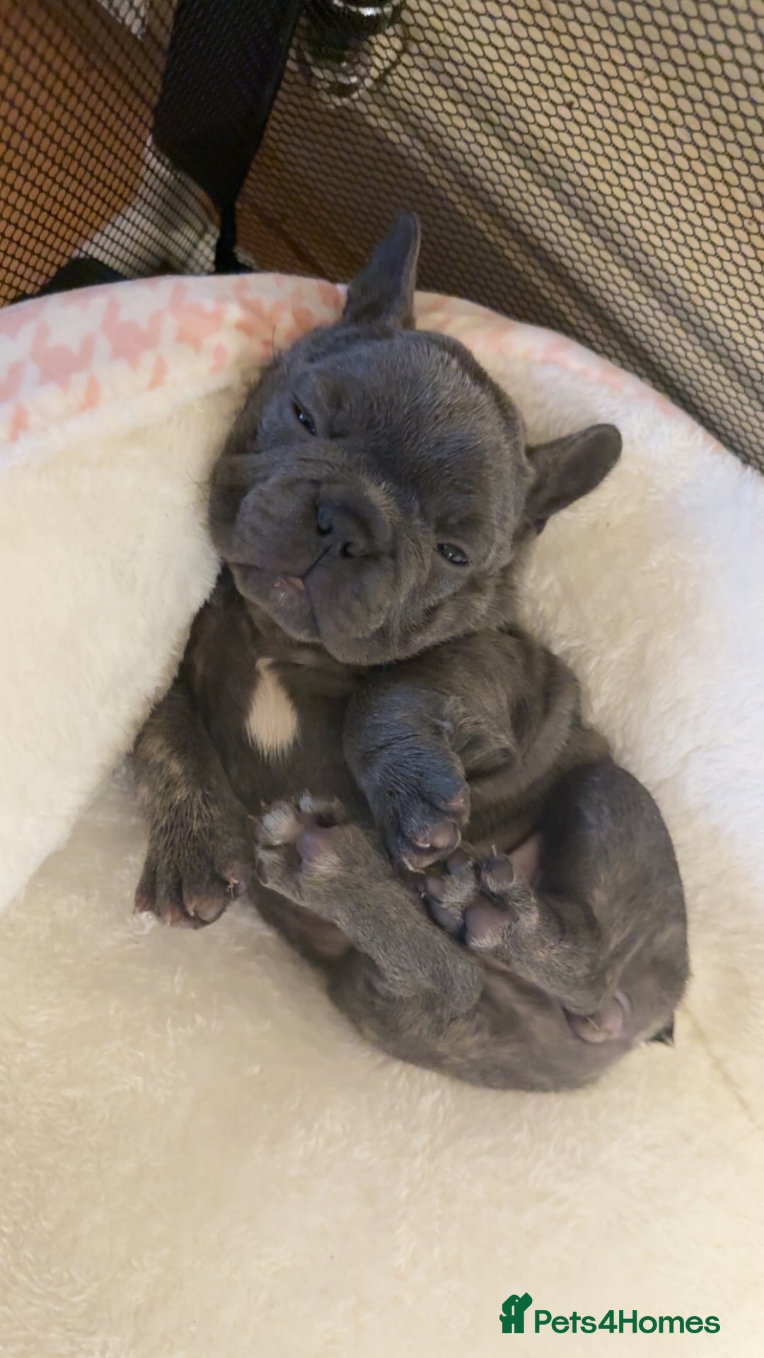 French Bulldog dogs for sale: French bulldog puppy’s  - Image 8