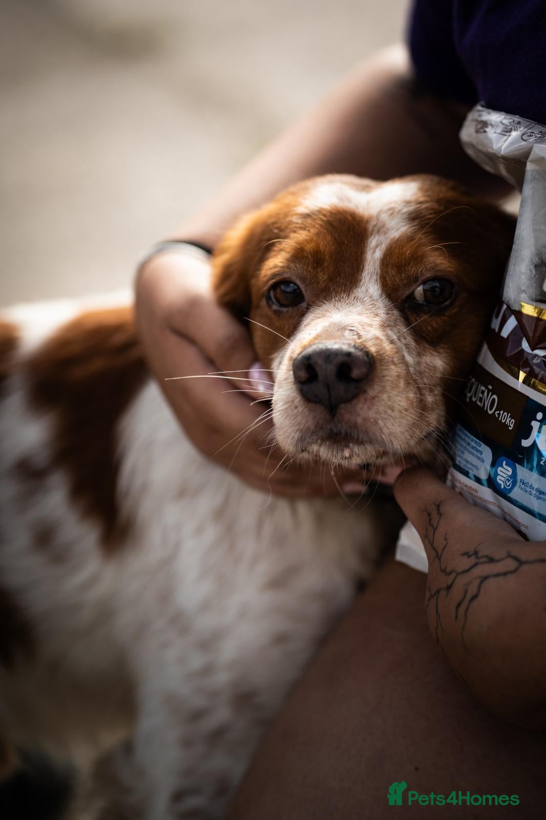 Brittany Spaniel dogs Kiko, Brittany, aged 3 - Advert 1