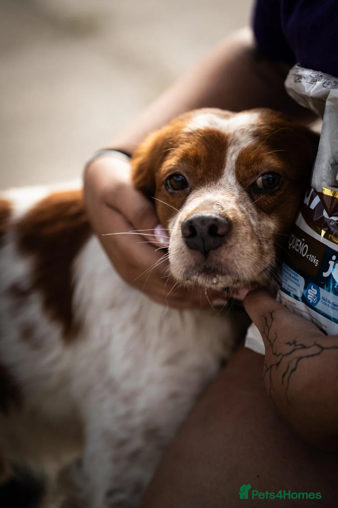 Brittany Spaniel dogs for adoption: Kiko, Brittany, aged 3 in Nottingham - Advert 1