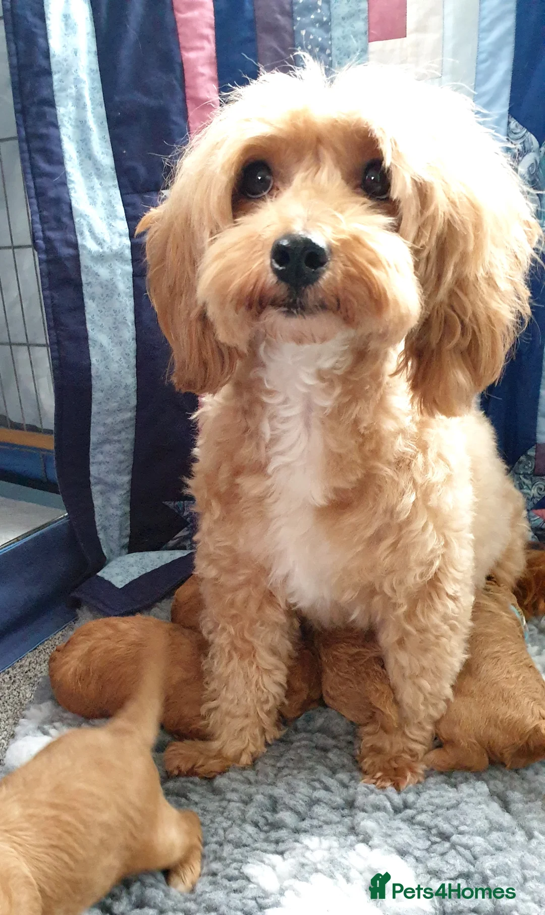 Mixed Breed dogs for sale: Cotonoodle/Cotonpoo F1b health tested parents - Advert 2