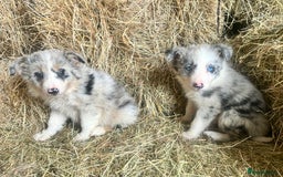 Border Collie dogs for sale: 5 beautiful border collie pups  - Image 6
