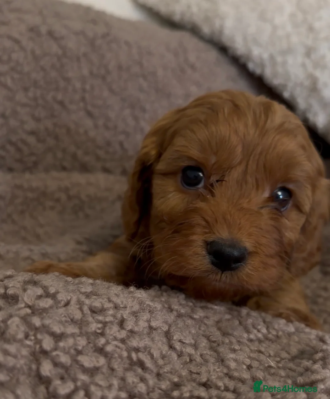 Cavapoo dogs for sale: F1 Cavapoo Puppies 🤎 3 girls, 2 boys 🤎 - Advert 9