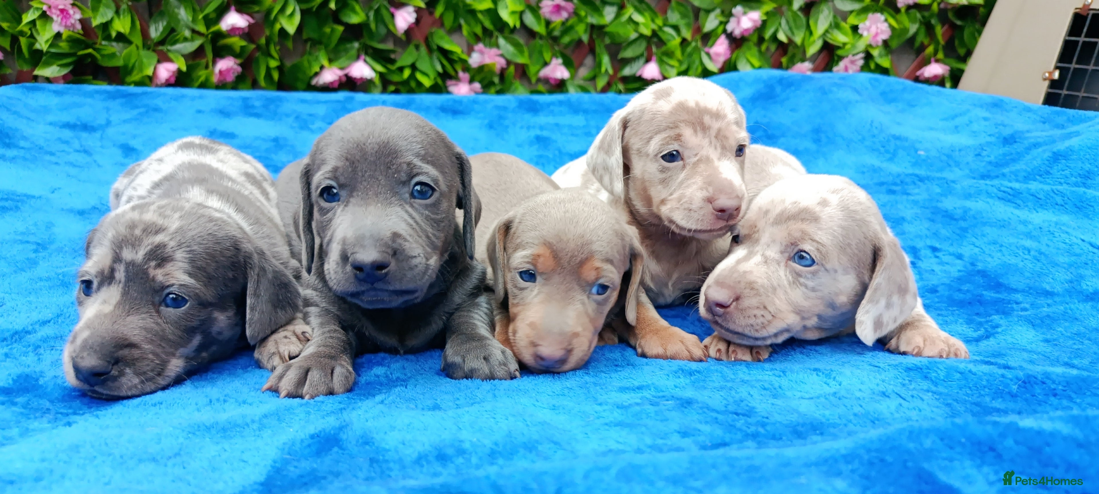 Miniature Dachshund dogs BLUE/ISABELLA KC REG PRA CLEAR MINI DAXI  - Advert 3