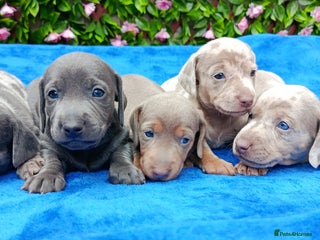 Miniature Dachshund dogs BLUE/ISABELLA KC REG PRA CLEAR MINI DAXI - Advert 3