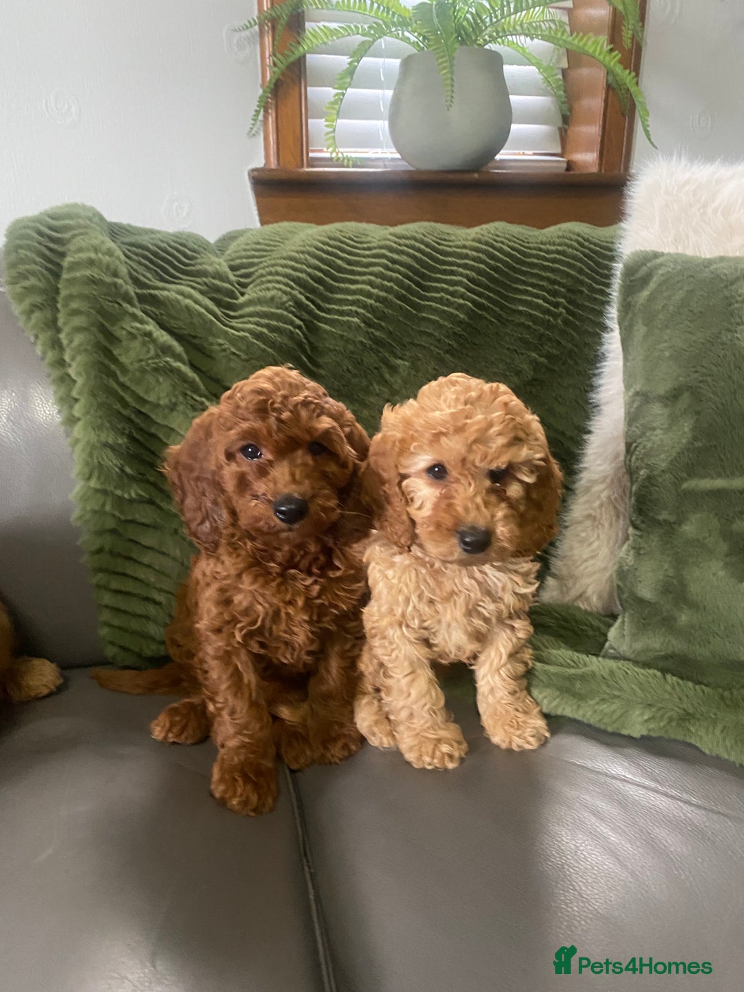 Cockapoo dogs for sale: Cockatoo puppies - Advert 4